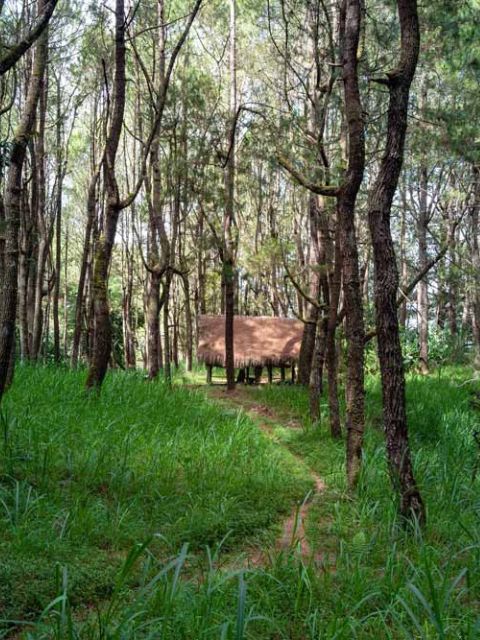 Balade en foret primaire