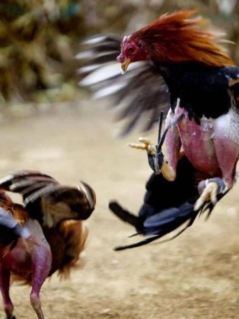 Combats de coq