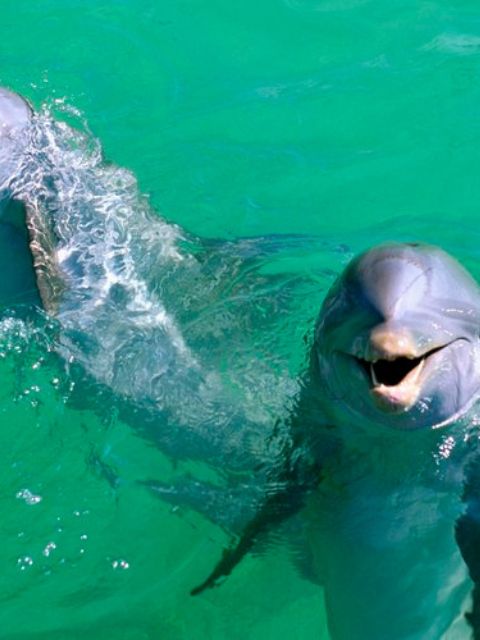 Rencontre avec les dauphins