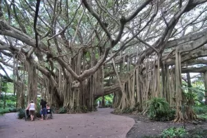 Bali for Nature Lovers