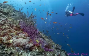 La vie marine à Bali