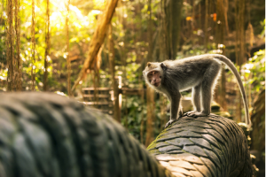 Natural Beauties of Kintaman