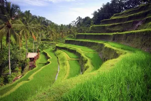 Amazing Facts About Bali