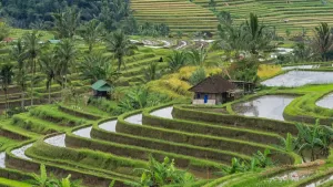 Culture Locale de Bali